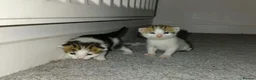 Mixed Breed cats for sale: babies for sale  - Advert 1