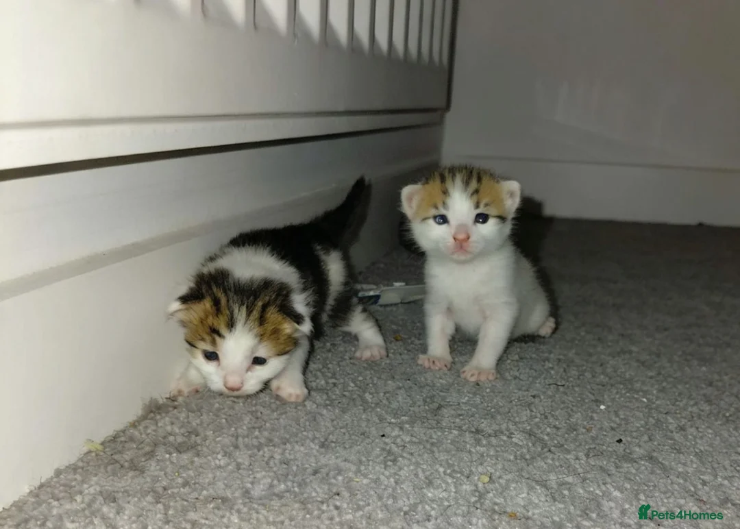 Mixed Breed cats for sale: babies for sale  - Advert 1