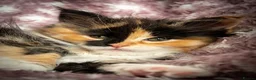 Maine Coon cats for sale: Beautiful Maine Coon Kittens - Advert 27