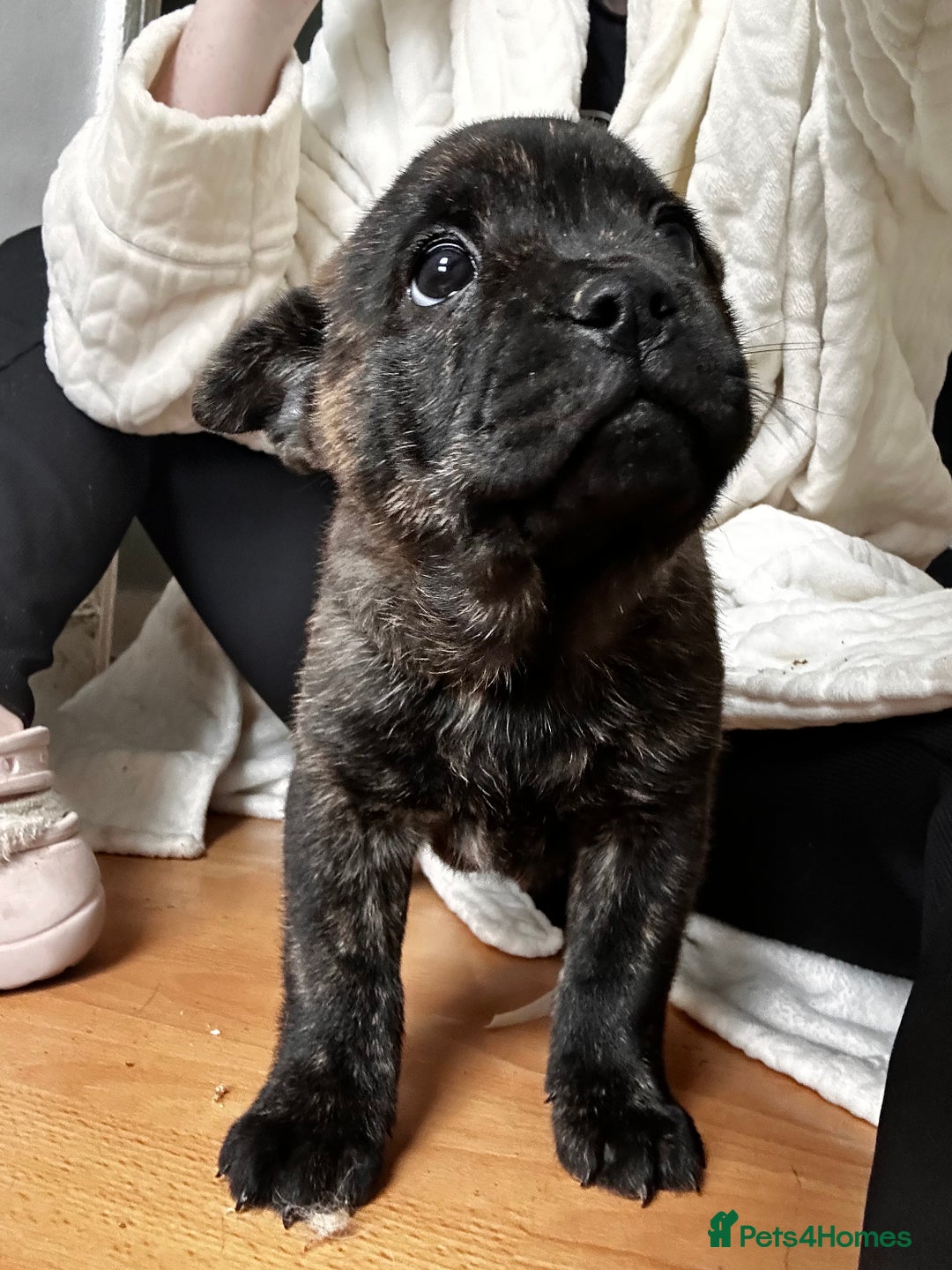 Mixed Breed dogs for sale: Beautiful French chows ready to leave!  - Image 29