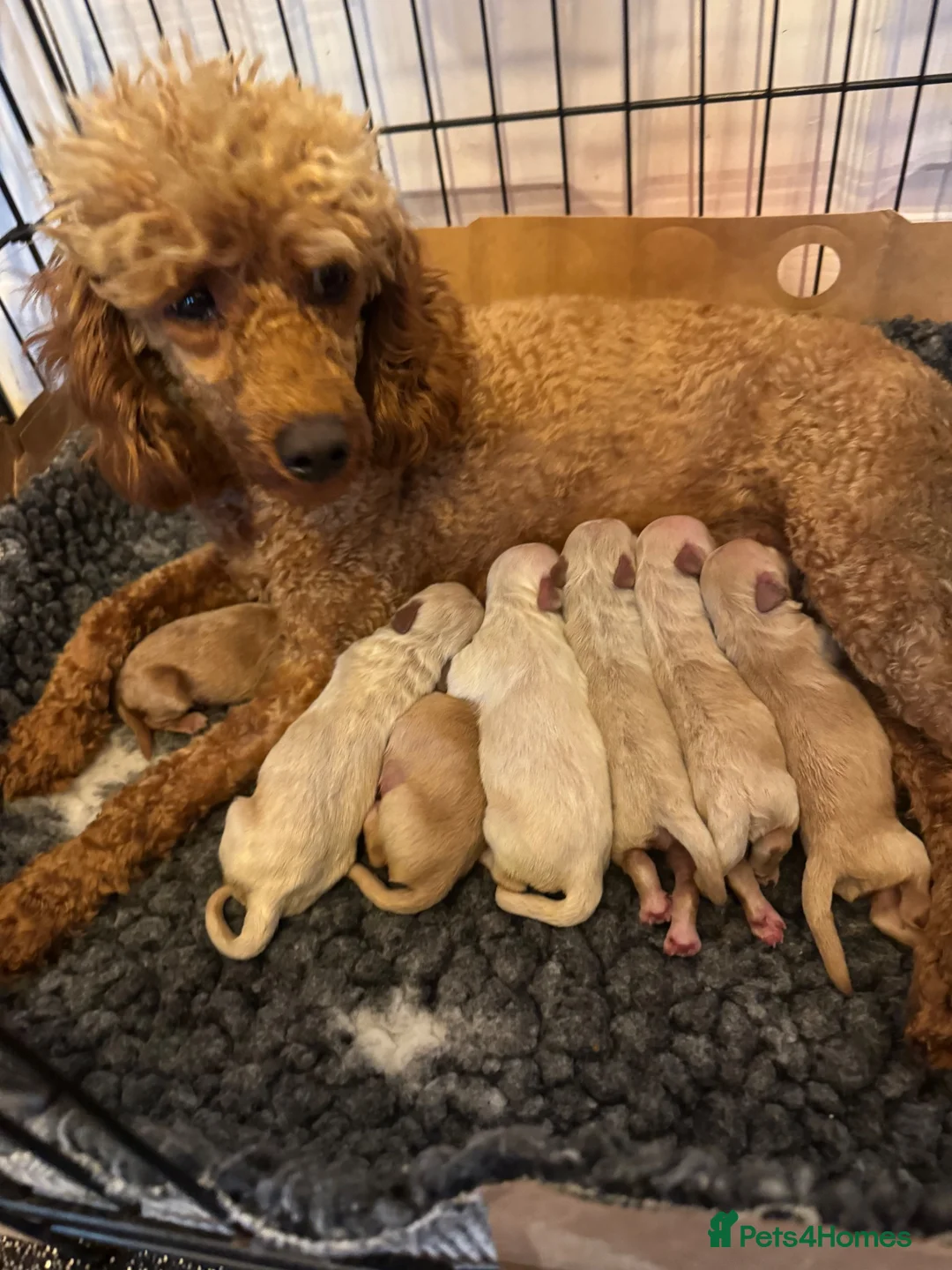 Maltipoo dogs for sale: Teddy bear maltipoo puppies  - Advert 1