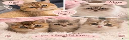 British Shorthair cats for sale: British short hair / long hair kittens in Edgware - Advert 1