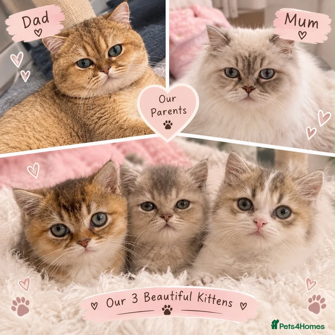British Shorthair cats for sale: British short hair / long hair kittens in Edgware - Advert 1