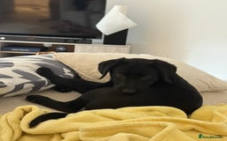 Labrador Retriever dogs for sale: Beautiful 11 week old Lab puppy (female) - Image 2