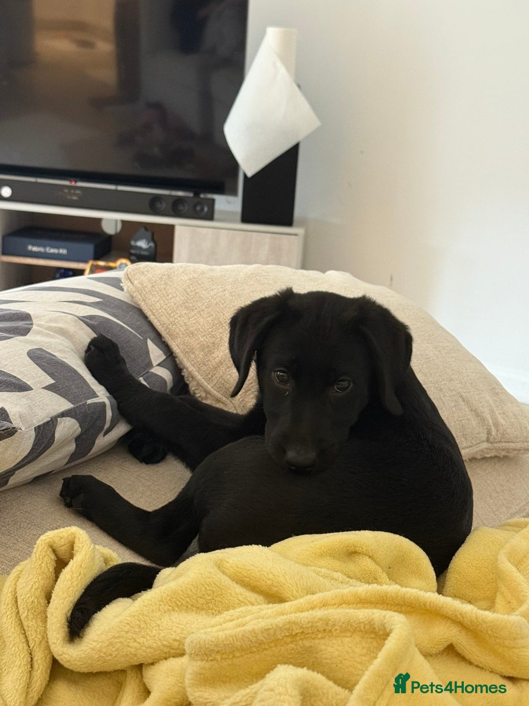 Labrador Retriever dogs for sale: Beautiful 11 week old Lab puppy (female) - Image 2