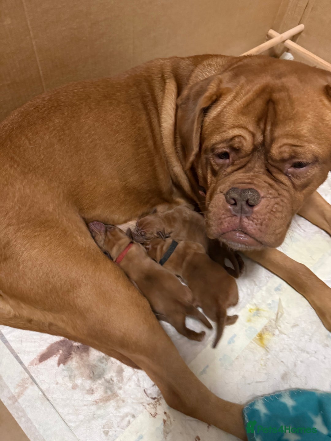 Dogue De Bordeaux dogs for sale: Ready to leave!!! Last boy - Advert 2