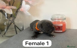 Mixed Breed dogs for sale: Italian Mastiff puppies available  - Image 7