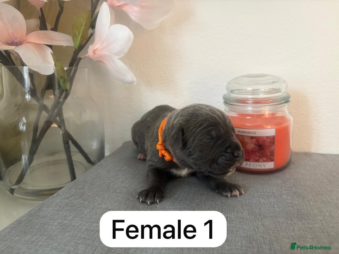 Mixed Breed dogs for sale: Italian Mastiff puppies available  - Image 7