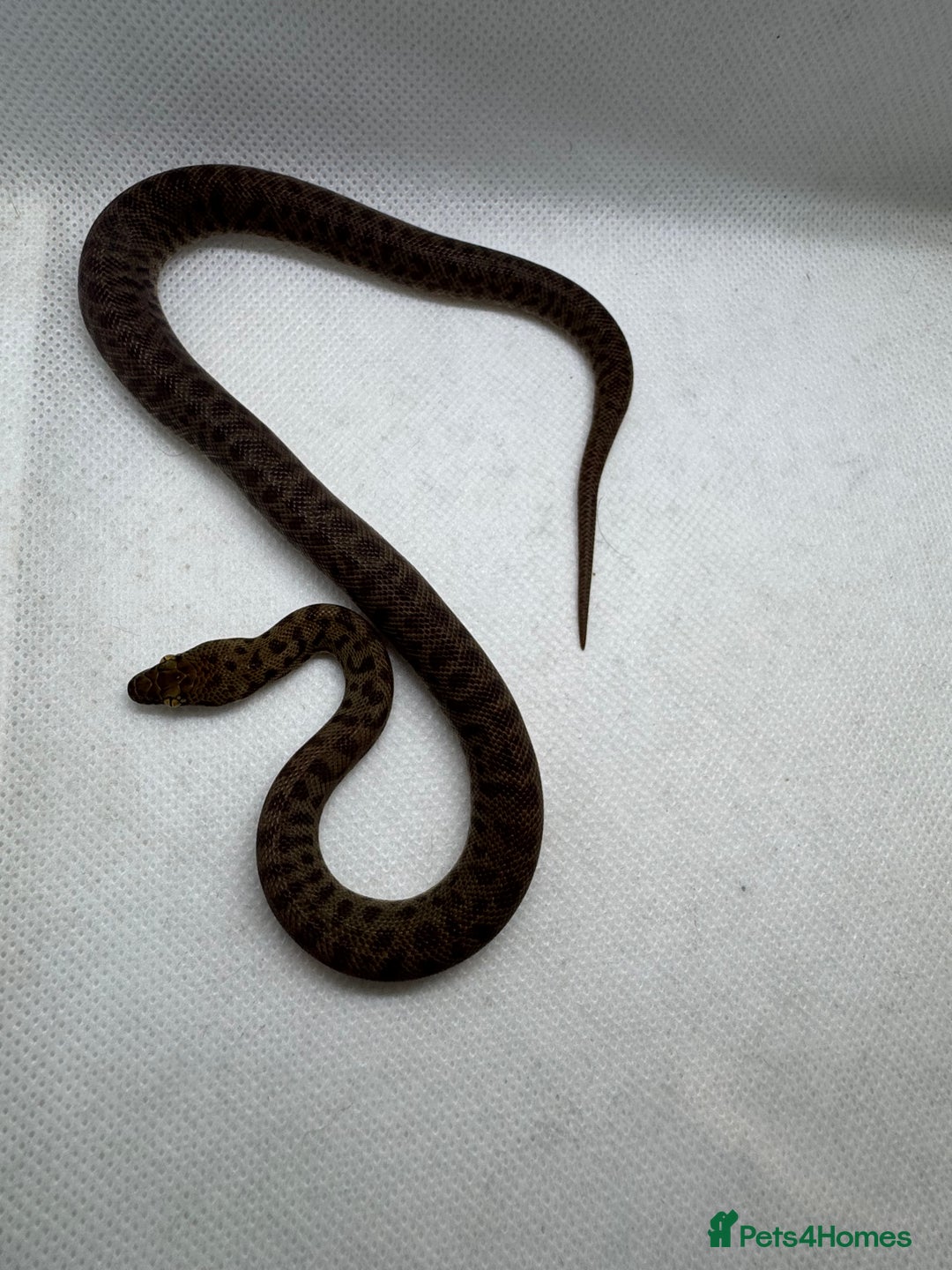 Python Snake reptiles for sale:  Children’s pythons hatchlings 50%het t+.         - Image 6