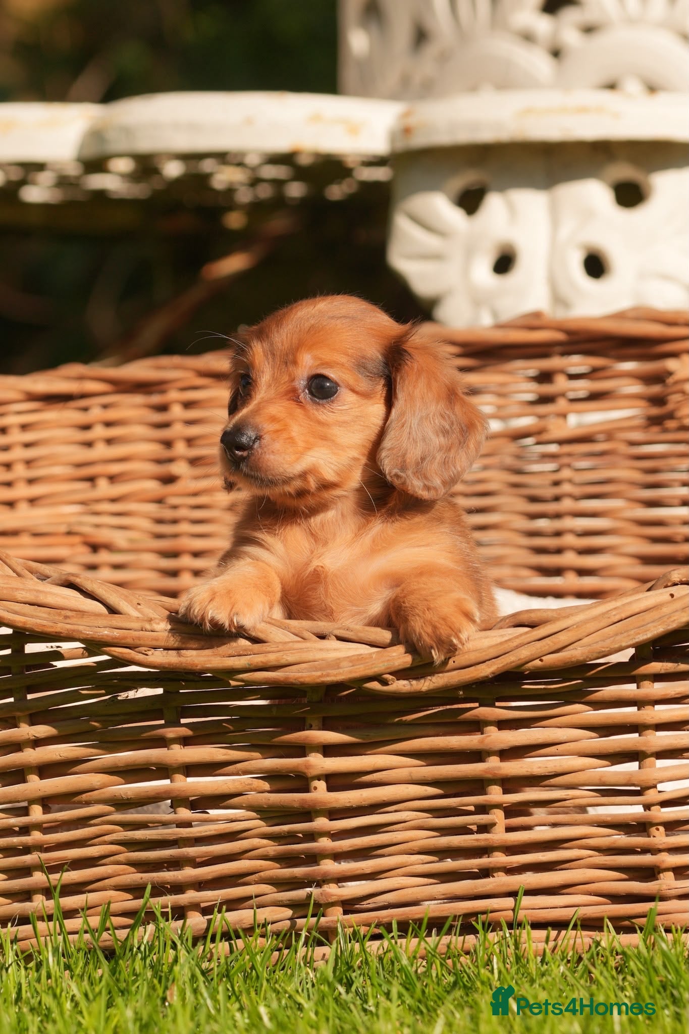 Miniature Dachshund dogs KC registered long haired miniature dachshunds  - Advert 1
