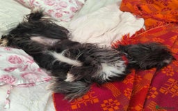 Mixed Breed dogs for adoption: ANGEL-3 yo, happy, friendly,loves people/dogs/cats - Image 5