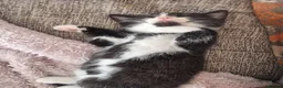 Domestic Shorthair cats for sale: Black and white boy kitten in Spalding - Advert 7