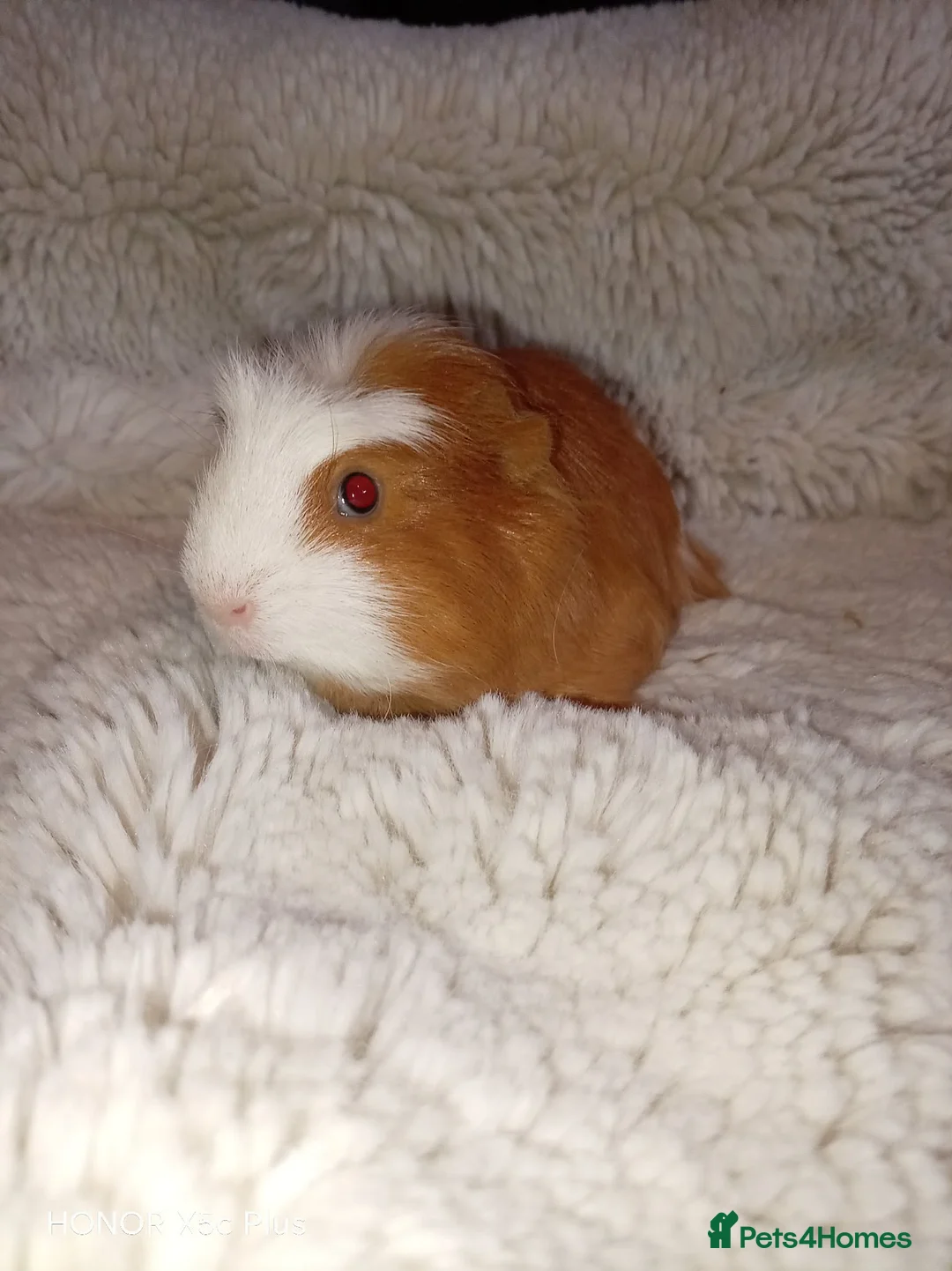 Guinea Pig rodents for sale: 1 boy 6 girls - Advert 2