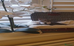 Scottish Fold cats for sale: 😻 Adorable Scottish Fold Kittens For Sale😻 - Image 22