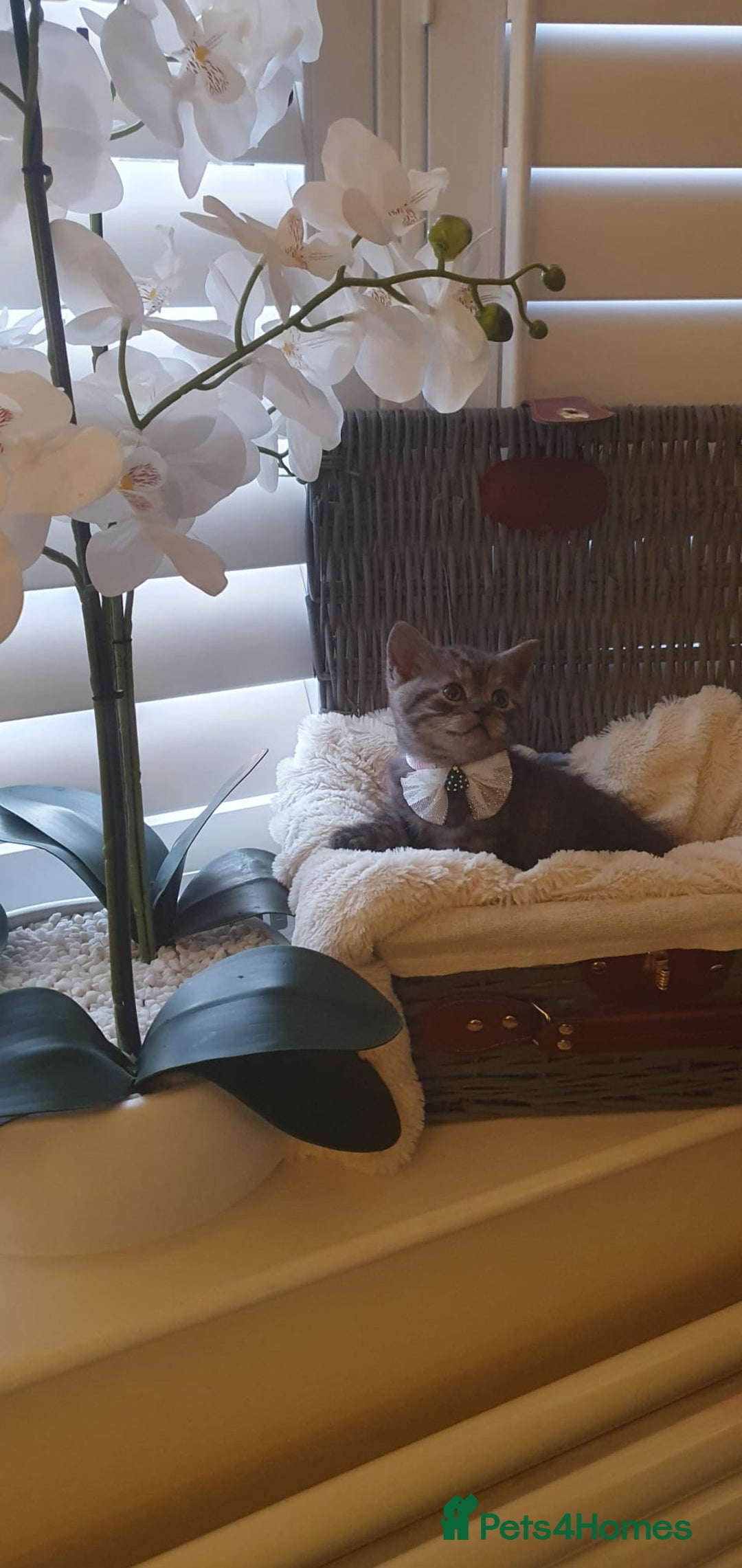 Scottish Fold cats for sale: 😻 Adorable Scottish Fold Kittens For Sale😻 - Image 22