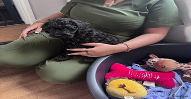 Mixed Breed dogs - Advert 8