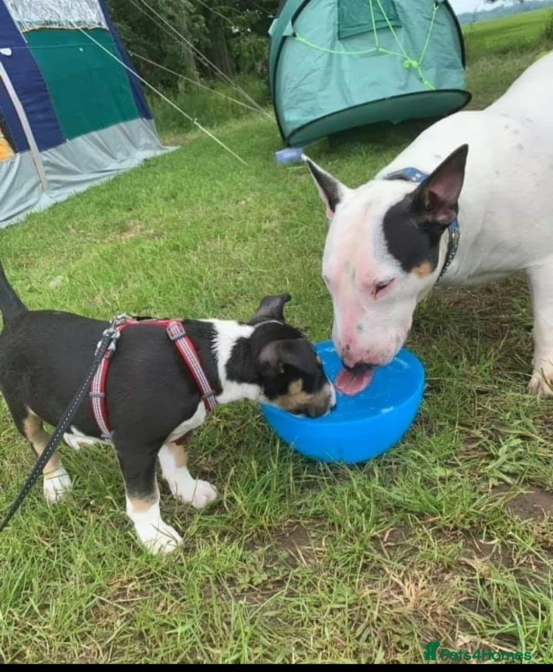 English Bull Terrier dogs for stud: Two very stunning boys for stud in Fordingbridge - Advert 3