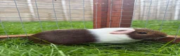 Guinea Pig rodents for sale: Female baby guinea pig! - Advert 6