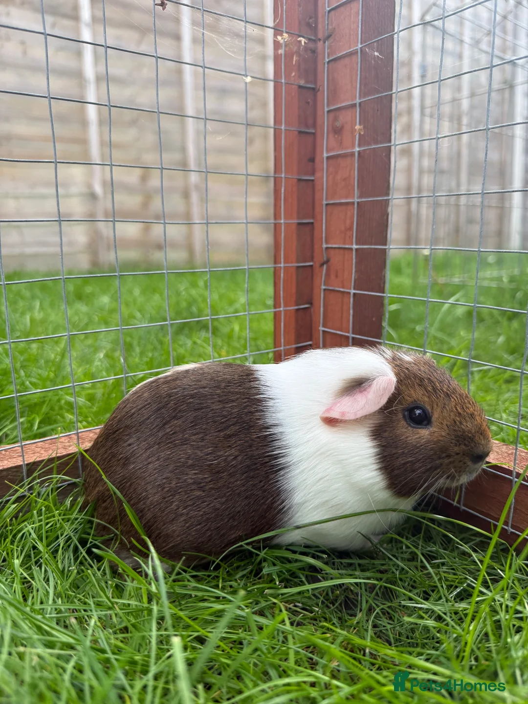 Guinea Pig rodents for sale: Female baby guinea pig! - Advert 6