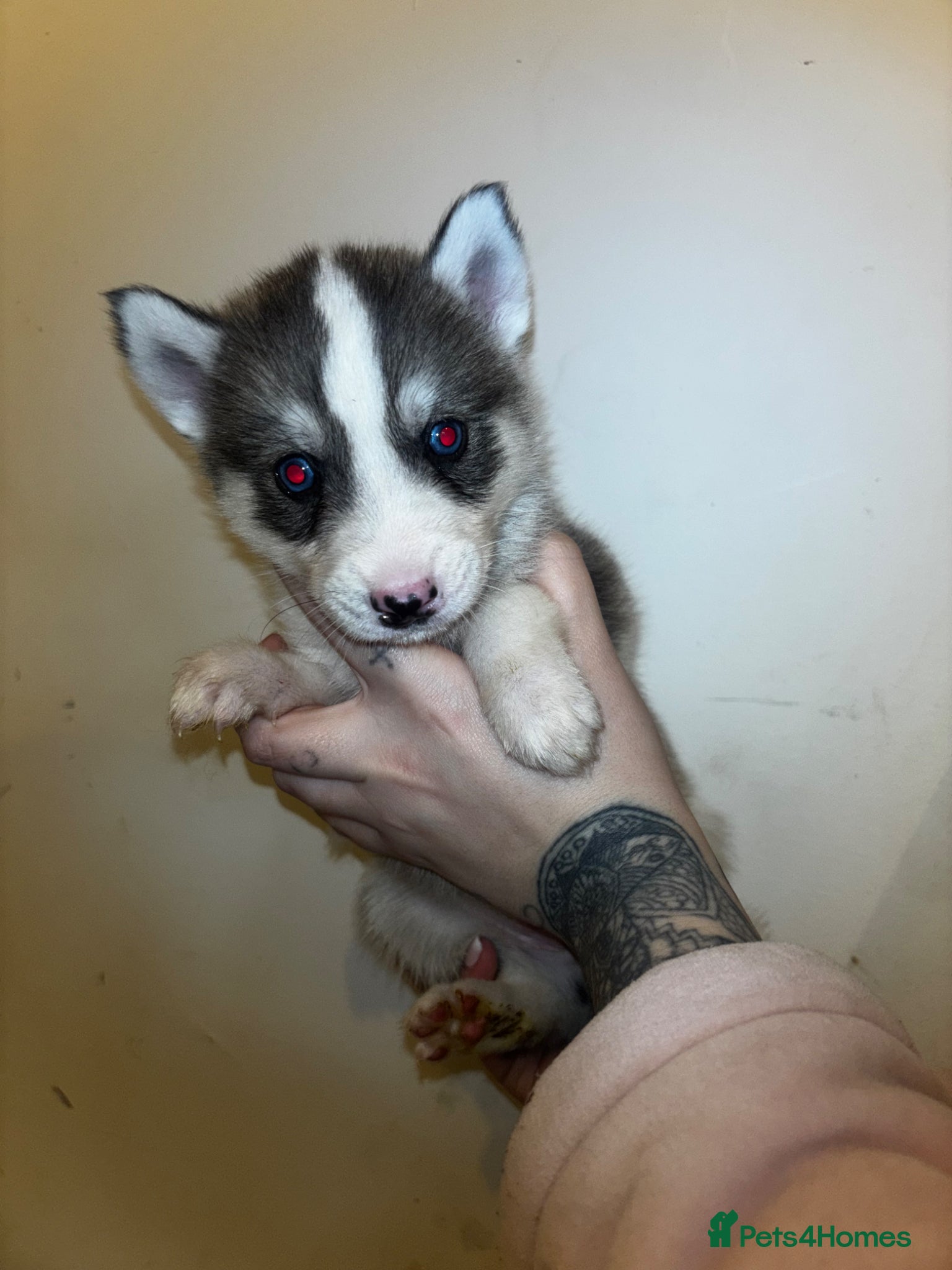 Siberian Husky dogs Adorable Siberian Huskies For Sale  - Advert 12