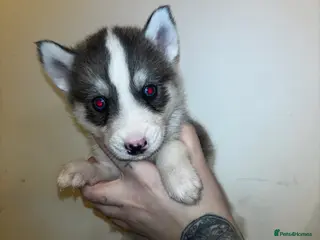 Siberian Husky dogs Adorable Siberian Huskies For Sale - Advert 12