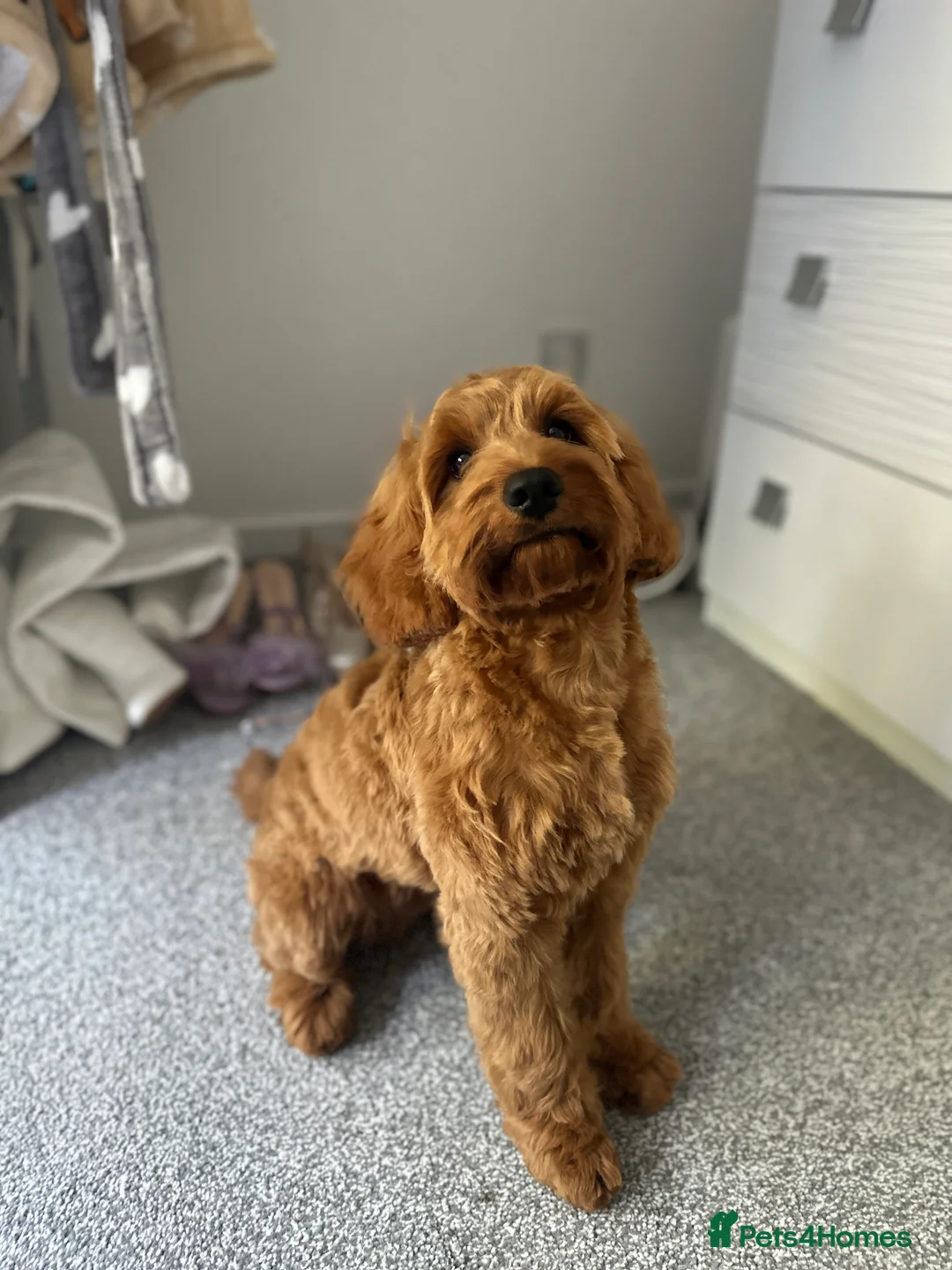 Cockapoo dogs for stud: STUD - DNA Tested Cockapoo (Poodle-Dominant) - Advert 34