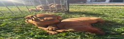 Hungarian Vizsla dogs for sale: 9 KC registered Hungarian Vizla puppies - Advert 11