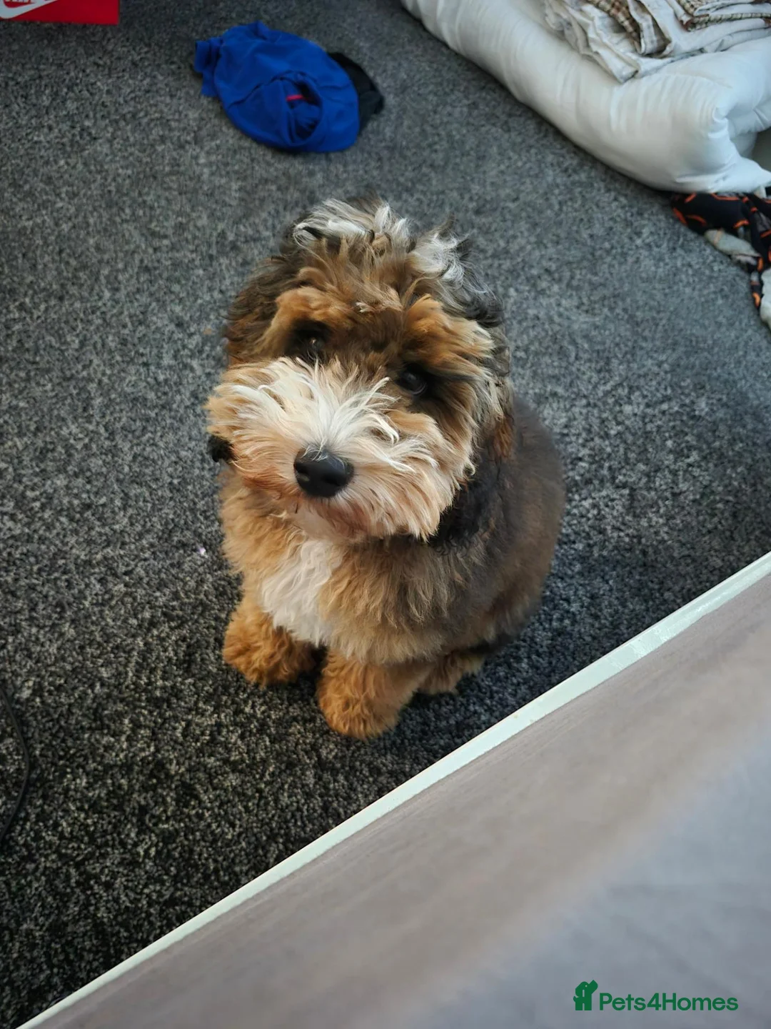 Cockapoo dogs for sale: 7 month old Cockerpoo  - Advert 2