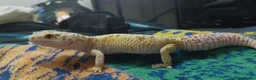 Leopard Gecko reptiles for sale: 3 leopard geckos+full setup - Advert 8