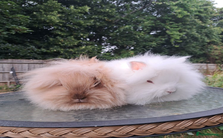 Lionhead rabbits - Advert 4