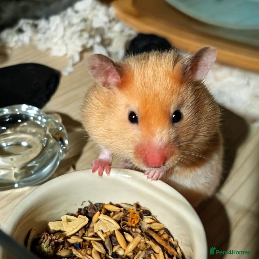 Hamster rodents for sale: Hundred Acre Hamster Rescue  - Advert 4