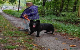 German Shepherd dogs for adoption: 💙AXEL💙-A True Gentleman Looking for Home  - Image 9