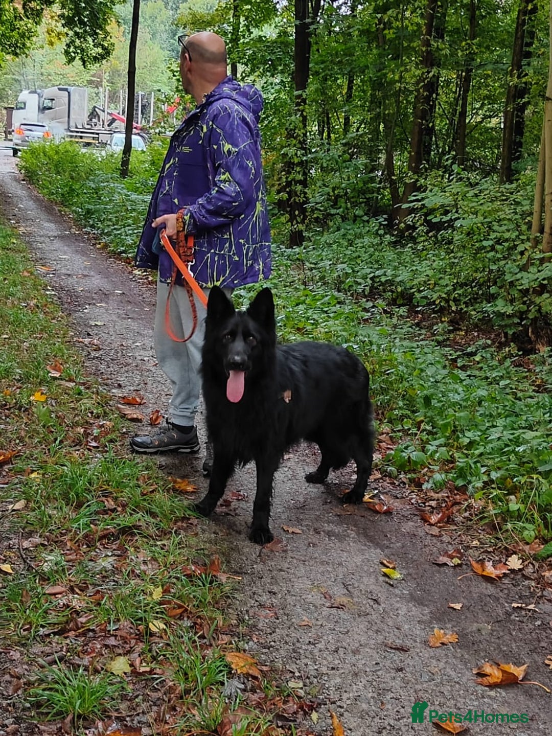 German Shepherd dogs for adoption: 💙AXEL💙-A True Gentleman Looking for Home  - Image 9