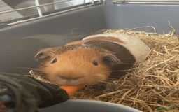 Guinea Pig rodents for sale: Two Guinea pigs - Image 6
