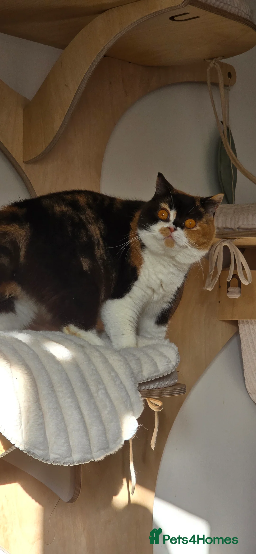 British Shorthair cats for sale: 🏆 Champion Retired British Shorthair Girl 👑 - Advert 1