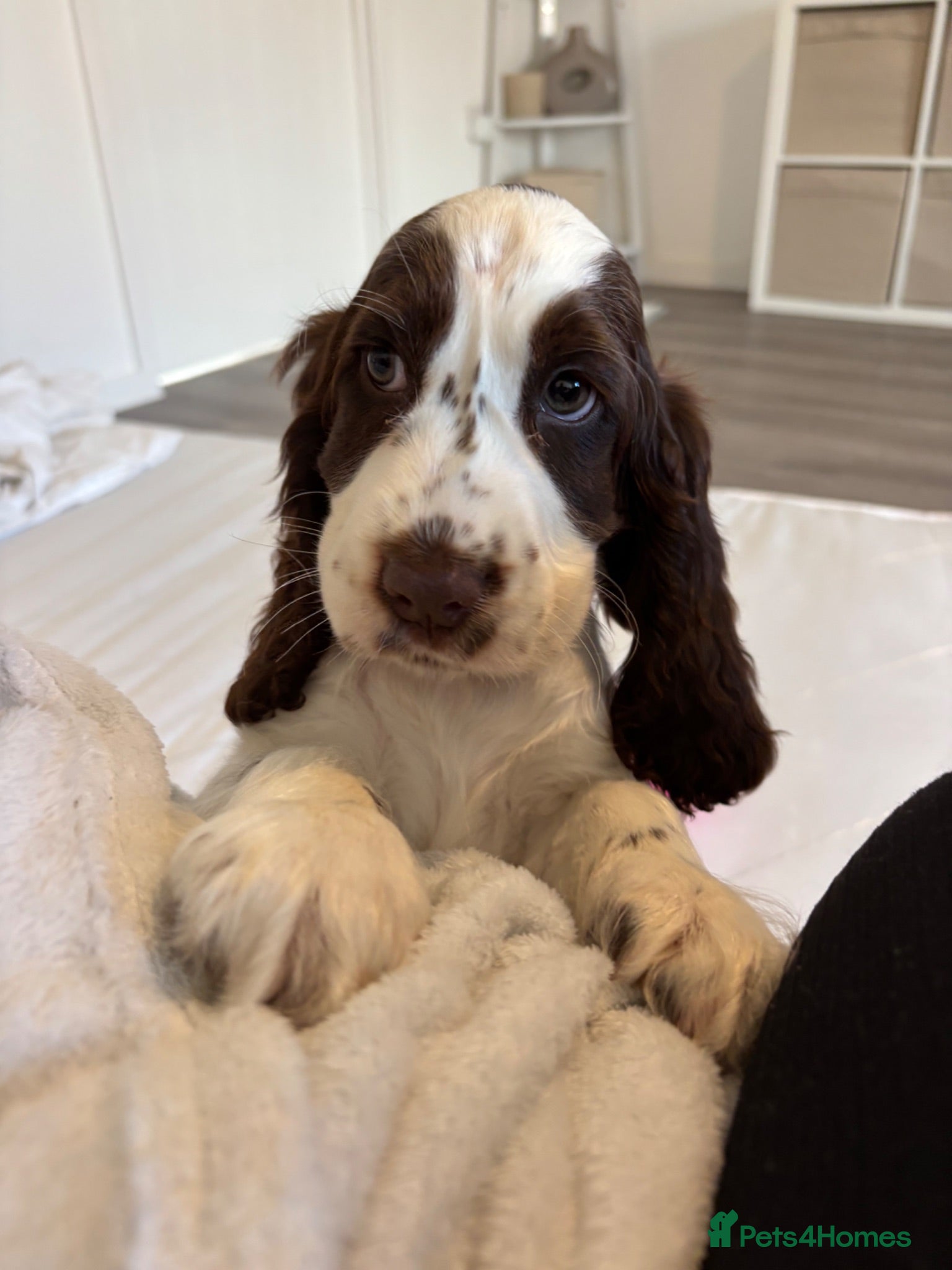 Cocker Spaniel dogs Show Cocker Spaniel Indie - Advert 1