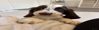 Cocker Spaniel 1