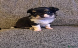 Chihuahua dogs for sale: Beautiful little chihuahua girl - Advert 3