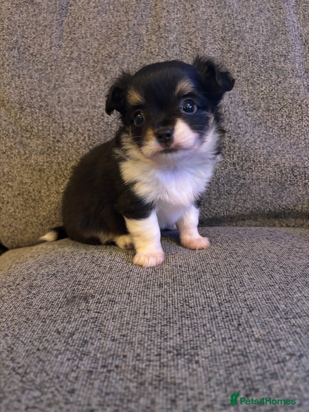 Chihuahua dogs for sale: Beautiful little chihuahua girl - Advert 3