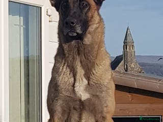 Belgian Shepherd Dog dogs Belgian malinois cross Czech Shepherd - Advert 5