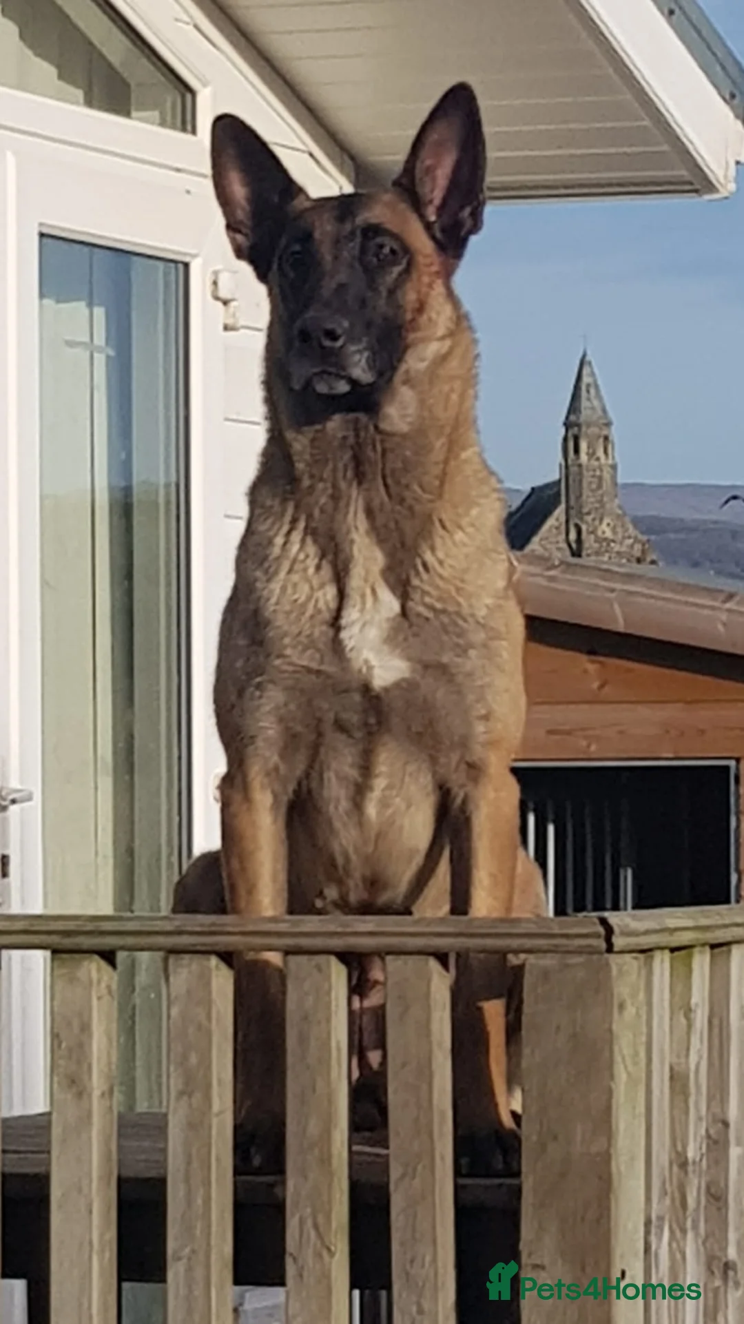 Belgian Shepherd Dog dogs for sale: Belgian malinois cross Czech Shepherd  - Advert 1