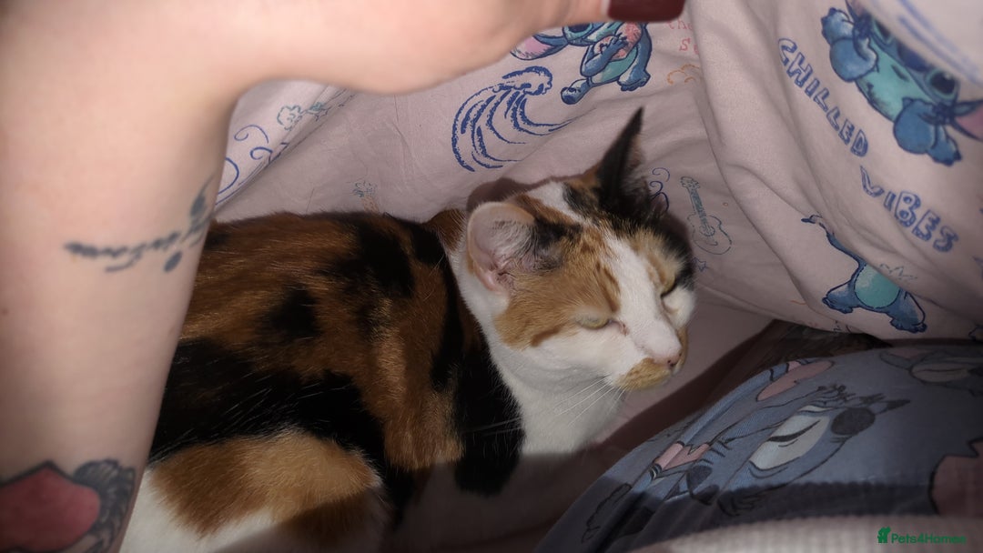 Domestic Shorthair cats for sale: Looking to re-home my nearly 5 year old female cat - Image 4