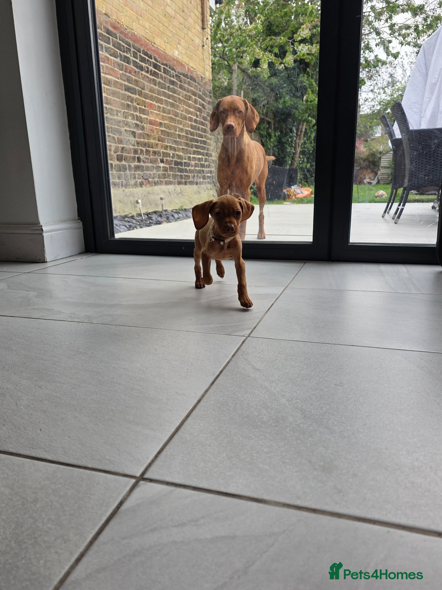 Hungarian Vizsla dogs Hungarian Vizsla Puppies Looking forForever Homes! - Advert 10