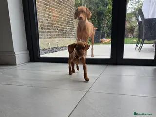 Hungarian Vizsla dogs Hungarian Vizsla Puppies Looking forForever Homes! - Advert 10