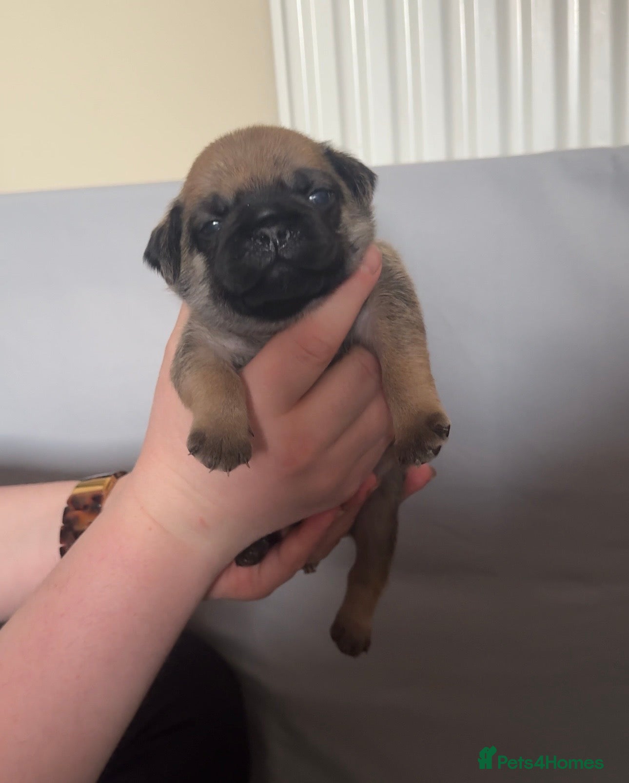 Pug dogs Pug Puppies | 5 ⭐️ Homes Only  - Advert 17