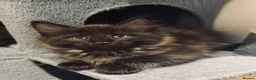Maine Coon cats for sale: Absolutely gorgeous Maine Coon cross Kittens - Advert 14