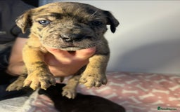 Mixed Breed dogs for sale: mastiff pups🐾 - Advert 21