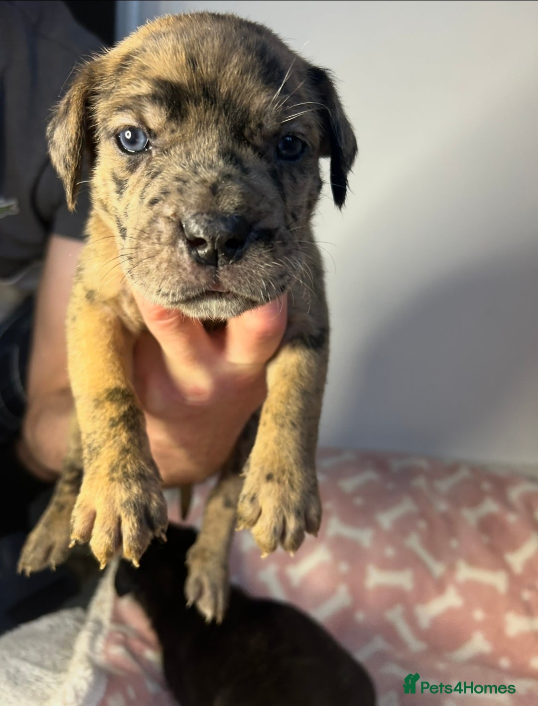 Mixed Breed dogs for sale: mastiff pups🐾 - Advert 21