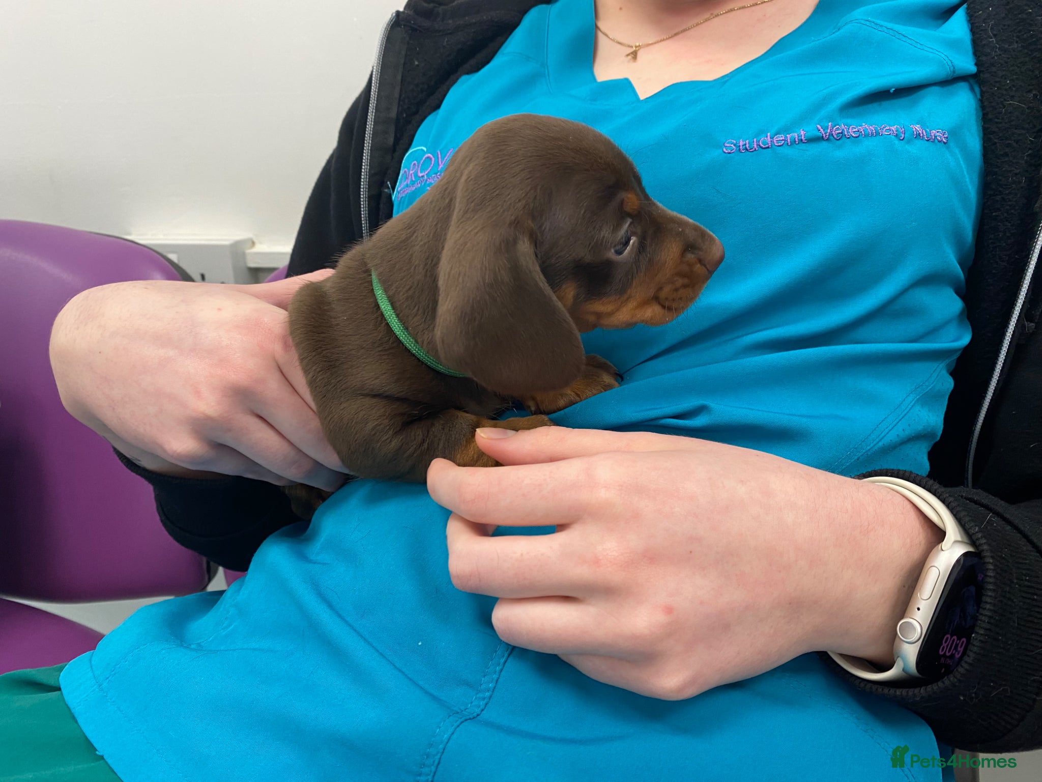 Miniature Dachshund dogs 🐱 READY TODAY 🐶 £1,100 - Advert 1