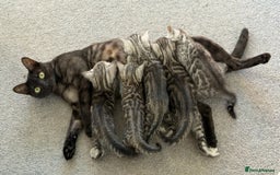 Bengal cats for sale: ❄️🐾Champion bloodline Snow Bengals 🐾❄️ - Image 4